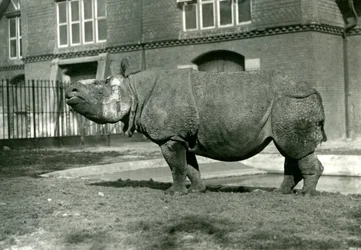 An Indian Rhinoceros at London Zoo